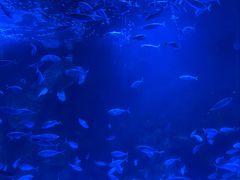 -太平洋海底世界