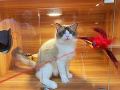 -猫十亿·布偶金渐层·曼基康矮脚猫舍(青年路店)