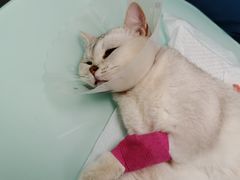 -宠福鑫康馨动物医院·骨科·眼科