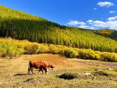 -塞罕坝国家级自然保护区