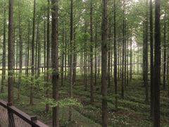 -黄海国家森林公园