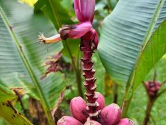 -西双版纳傣族园