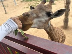-西霞口神雕山野生动物世界