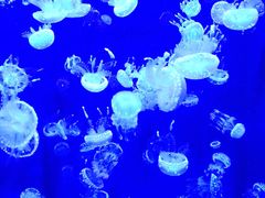 -成都浩海立方海洋公园