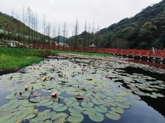-广州市石门国家森林公园