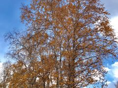 -乌兰布统景区-白桦林