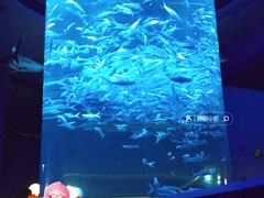-香港海洋公园