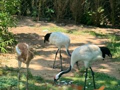 -西霞口神雕山野生动物世界