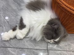 -爱洗澡的猫(天河路店)