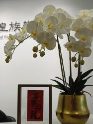 -皇族养心堂·净痘·修敏·御颜