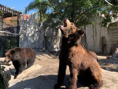 -灵玲国际马戏城