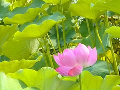 -莲花池公园