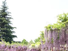 景点-嘉定紫藤园