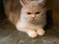 -猫猫幼稚园·撸猫·桌游·电玩