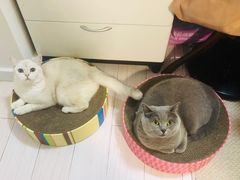-中农大我爱我爱动物医院·核磁CT·猫病·24小时夜诊中心(石佛营店)