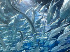 -上海海洋水族馆