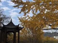 -千年银杏谷文化旅游区