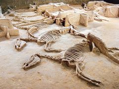 -洛阳周王城天子驾六博物馆