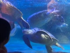 -海合安成都极地海洋公园