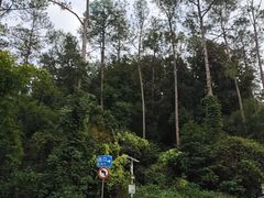 -南宁良凤江国家森林公园