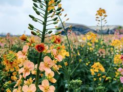 -中国天府农业博览园