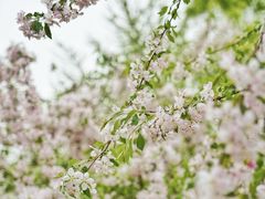 -海棠花溪(元大都城垣遗址公园)