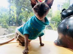 -李小姐の猫咖啡馆(五角场店)