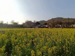 -红山村