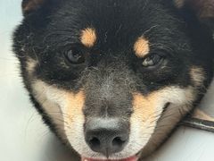 -博特宠物医院24h犬猫全科.骨科·异宠