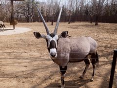 -大连森林动物园