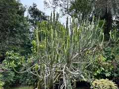 -中国科学院西双版纳热带植物园
