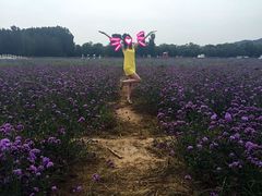 -北京东方普罗旺斯薰衣草庄园