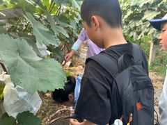 -马陆小张葡萄园农家乐