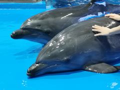-锦艺城海洋馆