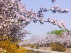 -海棠花溪(元大都城垣遗址公园)