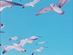 -海驴岛(荣成市)