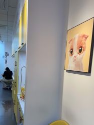 -洗脸猫·洗脸吧