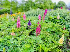 -铁山坪森林公园