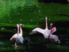 -九龙公园