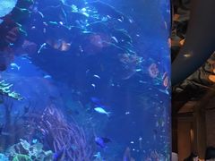 -迪拜帆船酒店海底餐厅