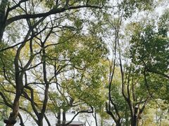 -东湖落雁景区