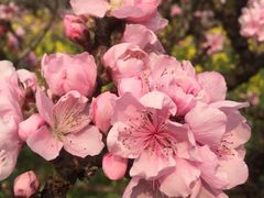 -南汇桃花村