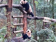 景点-成都大熊猫繁育研究基地