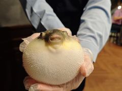 -肆月河豚·新淮扬(金融街店)