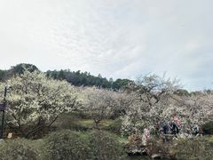 -香雪海
