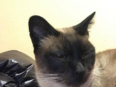 -猫友咖啡店(玉林西路店)