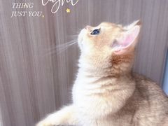 -lincat·猫舍(广州店)