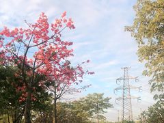 -顺峰山公园