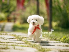 -超宠爱宠物摄影-Super pet