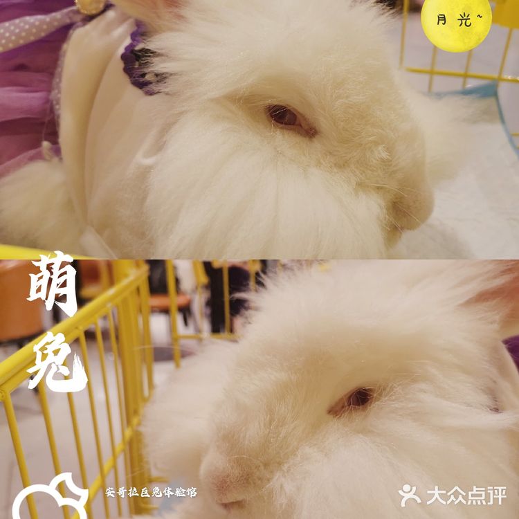萌!前方高能,巨兔出没